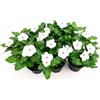 POWERS TO FLOWERS - PERVINCA DEL MADAGASCAR, VINCA BIANCO, 6 PIANTE, piante vere