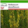 SAFLAX - Verbasco falso barbasso - 500 semi - Con substrato - Verbascum densiflorum
