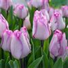 Generic Tulipani bulbi olandesi/Nobile/Molto delicato/Lampadine importate/Facile da coltivare-2,10Bulbis