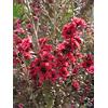 Generico Leptospermum Scoparium Crimson - Nuova Zelanda Teebaum, Manuka