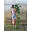 POWERS TO FLOWERS - EDERA VERDE BASKET XXL, pianta vera