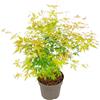 Plant in a Box - Ao giapponese 'Orange Lace' - Ao giapponese A - Bellissimi colori vivaci - Vaso 19 - Altezza 60-70cm