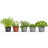 Vandas Set 5 Varietà di Piante Aromatiche in Vaso 14 cm Basilico Menta Prezzemolo Origano Salvia per Cucina Balcone e Giardino Made in Italy