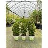 Vivaio di Castelletto Alloro di Grottammare Laurus nobilis 3 piante aromatiche sempreverdi da siepe h 40/50 cm in vaso ø14 cm Vivaio di Castelletto