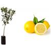 Generico Pianta da Frutto in Fitocella, 2 Anni, Altezza 150 cm, Resistente per Balconi Terrazze e Piccoli Giardini 1 PIANTA DI (LIMONE ZAGARA BIANCA)