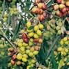 Generico Pianta di ulivo, olea europea, pianta da olio o ornamentale, h130-150cm, età 2 anni (Arbosana)