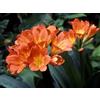 SVI Kaffir Lily originale Clivia Semi cespuglio giglio, giglio del fuoco del fuoco di San Giovanni, 10 Semi