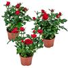 Bloomique - Set di 3 - Rosa in Vaso Rossa - Adatta per Interno ed Esterno - Piante da Interno, Giardino e Terrazzo - Resistente al Freddo - Altezza 20-30 cm - Vaso 12 cm