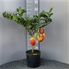 SAVINI VIVAI L'ARTE DI FARE NATURA SAVINI VIVAI Pianta di Limone Albero Agrumi Limone a Buccia Rossa in Vaso da 20 cm Altezza 70 cm 2-3 Anni di innesto Made Italy