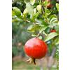 eGarden.store Albero di Melograno pianta di melograno già innestato Età 2 anni pianta da frutto di melagrana pianta vera di melagrana venduta da eGarden.store (Acco)