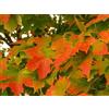 Vivaio di Castelletto Acero campestre Acer campestre pianta in vaso ø18 cm h. 160/200 cm Vivaio di Castelletto