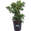 eGarden.store Pianta vera di Callistemon diverse varietà e grandezze fiori a spazzolino ornamentale da esterno venduta da eGarden.store (Callistemon Citrinus Splendens v.24 cm)