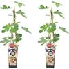 Bloomique - Set di 2 - Ficus carica 'Brown Turkey' - Fico - Albero da frutto - Piante da giardino - Resistente al freddo - Alte 50-70 cm - Vaso 15 cm