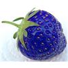 Generic 60 SEMI DI FRAGOLE BLU