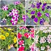 Generic semi di petunia to perenni petunie pendenti resistenti ornamentali decorazione resistenti all'esterno per luoghi 500pcs