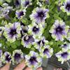 Generic semi di petunia - rampicanti resistenti giardino aiuole rialzate esotiche 450pcs