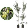 Generico Vivaio Garden Forest Pianta di Ulivo Coratina, Pianta reale, Pianta di olive, Olio, Puglia, Pugliese, Alta resa produttiva, Aromatico e fruttato, Resistente, H 180CM