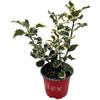 Vivaio Garden Forest, Ilex aquifolium Argenteomarginata - Agrifoglio variegato sempreverde, Foglie verde scuro bordate bianco/giallo, Rustico fino a -20°C, Ideale per siepi e giardino vaso 18 H40cm