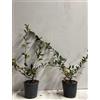 Vivai Decandia Giovanni PIANTA DI COTONEASTER FRANCHETTII VASO 16 CM (foto reale)