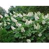 SVI Oakleaf Ortensia, Hydrangea quercifolia, 150 semi (Fast, Appariscente, Fall Color)