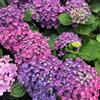 Generic semi di ortensia resistenti - rare giardino balcone esotiche biologici in vaso 40pcs