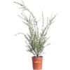 eGarden.store Pianta di Callistemon Linearis pianta da esterno cespuglio di Callistemon Linearis pianta ornamentale fiore rosso pianta da giardino piana vera di Callistemon venduta da eGarden.store