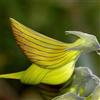 Generic Semi di Crotalaria pallida, semi per aiuole rialzate Crotalaria cunninghamii, semi di arbusti a crescita rapida 120pcs