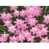 MHTSNW Lampadine Profumate,Bulbi Di Giglio Di Pioggia,Fiori Decorativi,Naturale, Salutare,Purificazione Dell'Aria,Lungo Periodo Di Fioritura-10 Bulbi-C