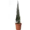 KENTIS - Ginepro Juniperus Virginiana Blue Arrow - Pianta da Esterno Resistente al Freddo - Pianta da Giardino - H 60-80 cm Vaso Ø 18 cm