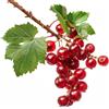SemiSauvage 50 Semi di Ribes Rosso a Grappolo - SemiSauvage Permaculture
