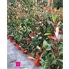 Generico Pianta di PHOTINIA 'Red Robin' - Pianta per siepe - in vaso Ø 18 cm - H. 70/80 cm