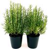 POWERS TO FLOWERS - ROSMARINO BIO IDEALE PER GRIGLIATE, 2 PIANTE, vaso 14cm, piante vere