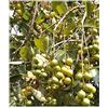 Seeds & Plants Shop by Ipsa Pezzi - 10x Byrsonima Crassifolia Nanche Giardino Piante - Seme ID1148 - Semi Piante Negozio Samenbank Pfullingen Patrik Ipsa