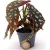 POWERS TO FLOWERS - BEGONIA MACULATA MINI IDEALE PER TERRARIUM, pianta vera