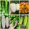 Generic Semi di melone amaro - Momordica charantia - semi da giardino Le perenni sono perenni 100pcs