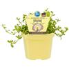 exotenherz Supporto di memoria Brahmi in qualità biologica - Bacopa monnieri - Pianta di erbe in vaso da 12 cm