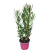 I GIARDINI DI GIULIA - Nerium Oleander Ø18 H.45 | Pianta Sempreverde con Fiori Colore Bianco| Ideale per Giardini, Terrazzi e Siepi | Resistente e Facile da Coltivare (Fiori rosa)