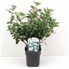 Vivaio di Castelletto Viburno tino Viburnum tinus lentaggine 3 piante da siepe sempreverde in vaso ø9 cm h. 20/40 cm Vivaio di Castelletto