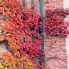 Generic acquistare semi di vite selvatica, esterno resistenti Semi di vite americana - giardino decorazione per decorative esterno prodotti sostenibili 200pcs