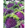 Generic Cavolo ornamentale - 80 Half - Brassica Oleracea - Biancheria da letto d'autunno - Inverno Hardy - NPWS