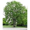 Generic Bagolaro, Celtis occidentalis, semi di albero (Rapide, commerciale, Rustique, Couleur d'automne) 10 : Graines