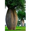 Generico Pianta di Ceiba Speciosa, Albero Bottiglia, Bottle tree. H140cm, vaso 18 (Chorisia speciosa), tronco senza spine.