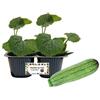 P. Piantine da Orto | Zucchino Striato, pack da 2 piante, Pianta Pronta per il Trapianto, Pianta Vera da Orto, da Balcone e da Esterno, Vivaio Italiano