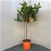 SAVINI VIVAI L'ARTE DI FARE NATURA SAVINI VIVAI Pianta di Arancio Albero di Agrumi Arancio Navellina in Vaso da 24 cm Altezza 90-110 cm 3-4 Anni di innesto Made Italy