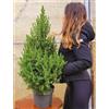 POWERS TO FLOWERS - PICEA GLAUCA CONICA, ALBERO DI NATALE, altezza 80cm, pianta vera