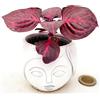 POWERS TO FLOWERS - IRESINE ROSSA MINI IN VASO CERAMICA SIGNORINA, IDEALE PER SCRIVANIA, pianta vera