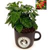 POWERS TO FLOWERS - COFFEA ARABICA, PIANTA DEL CAFFE', TAZZA IN CERAMICA NERA, Pianta da Interno, Pianta Vera