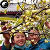 Shopmeeko Buy Winter Sweet Prunus Mume Tree Semente 120pcs Seed Yellow Plum Blossom La Mei