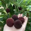 Generic Semi di Myrica rubra bayberry semi biologici da colonnari di resistenti all'esterno decorazione, 5pcs