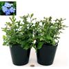 POWERS TO FLOWERS - CERATOSTIGMA PLUMBAGINOIDES, PLUMBAGO, 2 PIANTE, vaso16cm, Piante vere